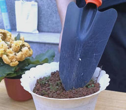 家庭养花用生根粉