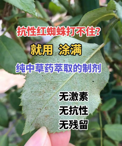 红花继木虫害用什么药