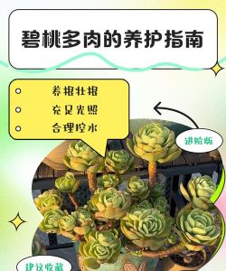 冬天碧桃多肉怎么养