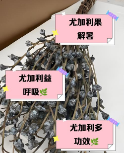 尤加利干花有什么作用