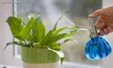 家庭养花用生根粉