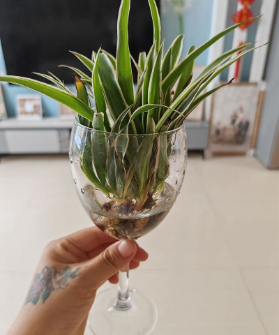 家庭养花用生根粉