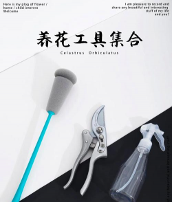 家庭养花用生根粉