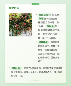 使君子什么时候开花