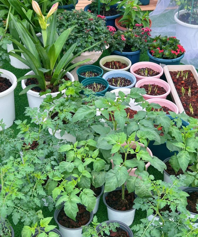 家庭养花用生根粉