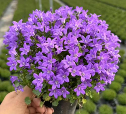 丹麦风铃花期是什么时候