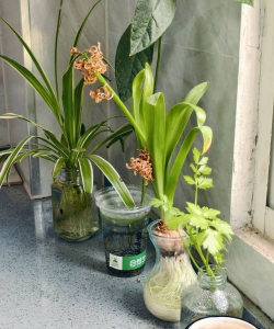 家庭养花用生根粉