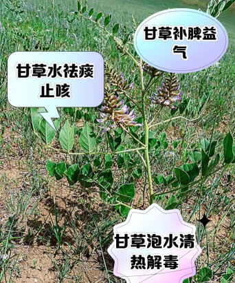 甘草地叶发黄怎么事