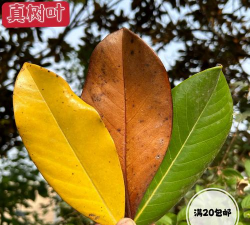 广玉兰树叶什么时候黄