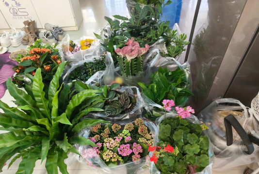 家庭养花用生根粉