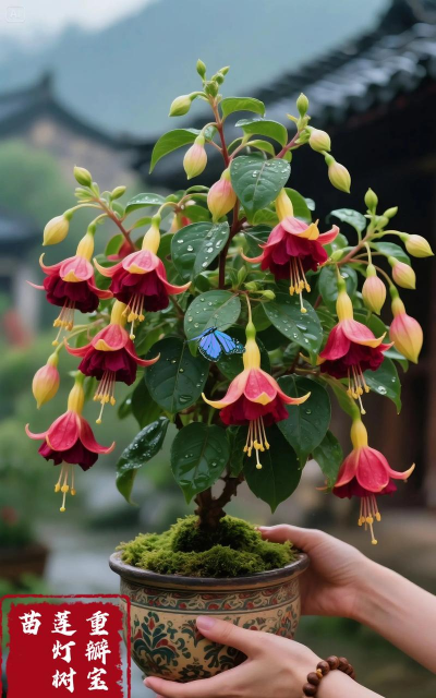 家庭养花用生根粉