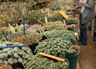 南非番杏的土是什么土