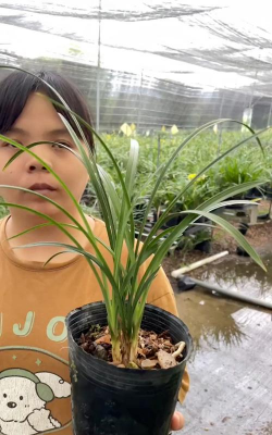 窄叶子兰花叫什么名字