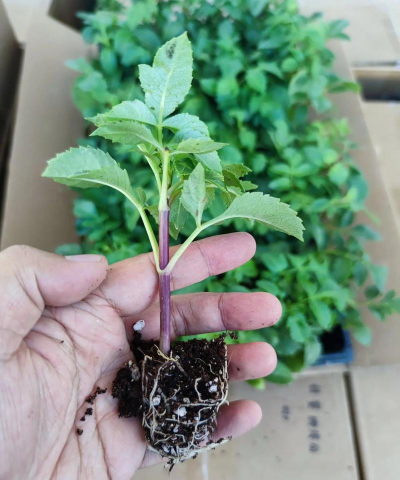 家庭养花用生根粉