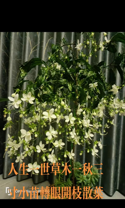 家庭养花用生根粉