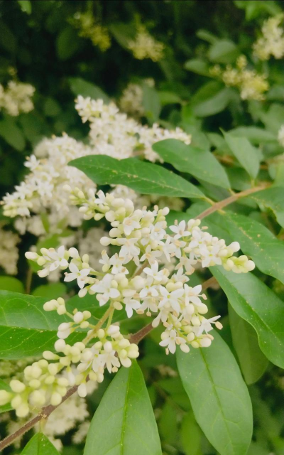 冬青树为什么有的开花