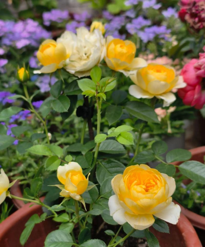 家庭养花用生根粉