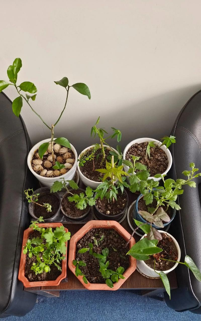 家庭养花用生根粉