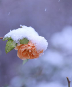 下雪的时候会开什么花