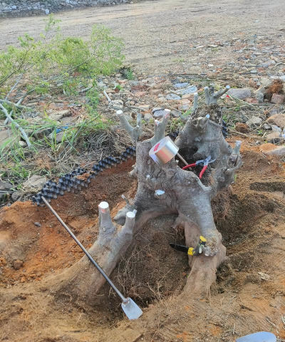 野生桩什么时候采挖