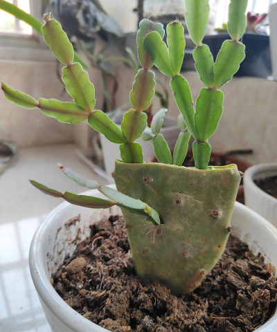 家庭养花用生根粉