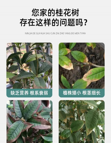 家庭养花用生根粉