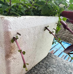 家庭养花用生根粉