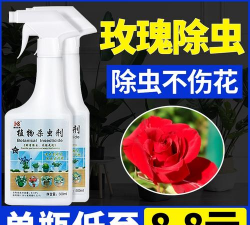玫瑰花长虫用什么药