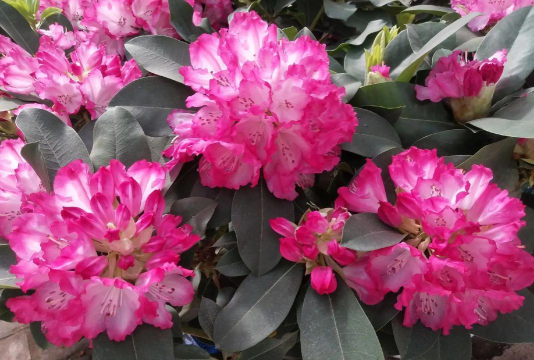 石岩杜鹃什么时候开花