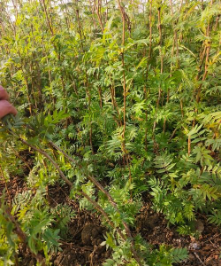 珍珠梅属于什么科属