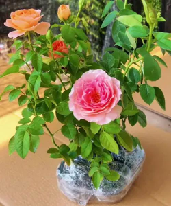 家庭养花用生根粉