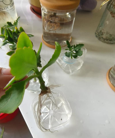 家庭养花用生根粉