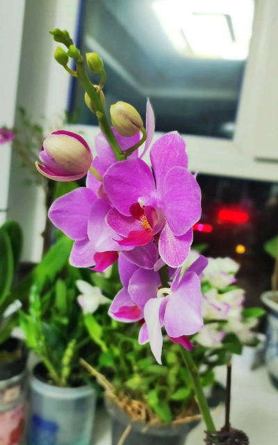 家庭养花用生根粉