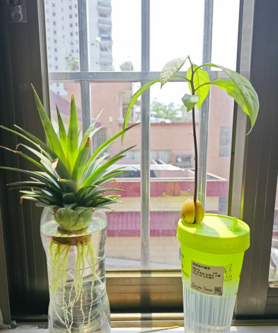 家庭养花用生根粉