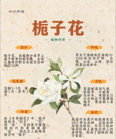 栀子开花怎么说呢