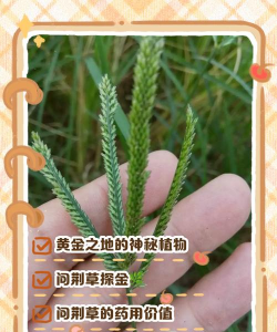 有黄金地方长什么草