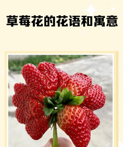 莓花色小花是什么名字
