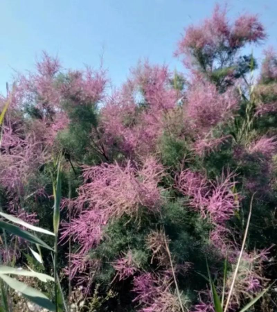 柳叶红皮的草花叫什么