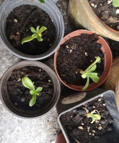 家庭养花用生根粉