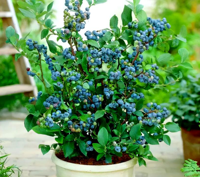 阳台养花蓝莓