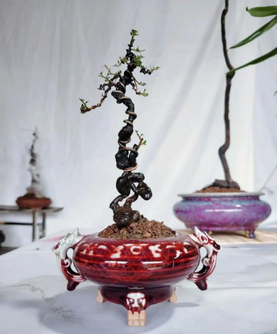 挖金弹子阴芽是什么