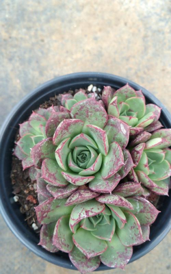 原始罗西玛怎么养根