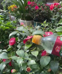 家庭养花用生根粉