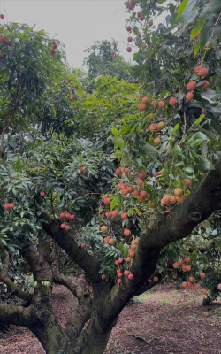 荔枝的树干长什么样