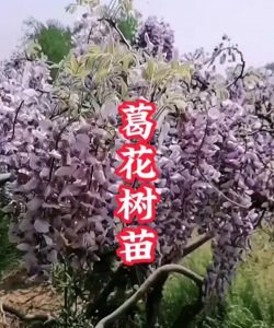 葛花树是怎么种植里