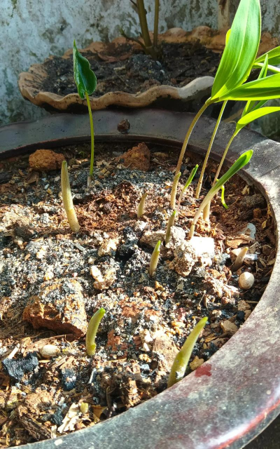 家庭养花用生根粉