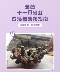 如何芍药移植