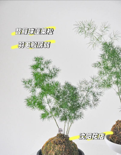 为什么蓬莱松花店不卖