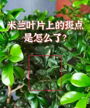 米兰叶子变红怎么回事