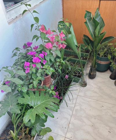 家庭养花用生根粉